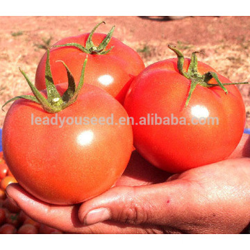 AT251 Aini big size fruit determinate chinese tomato seeds